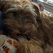 Abrams is registered to the contest to win money with this photo: animal, blanket, blinds, brown, close_up, companion, cozy, dog, fluffy, furry, home, indoor, pet, quilt, relaxing, sleepy, snuggling, soft, toy, window