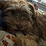 animal, blanket, blinds, brown, close_up, companion, cozy, dog, fluffy, furry, home, indoor, pet, quilt, relaxing, sleepy, snuggling, soft, toy, window