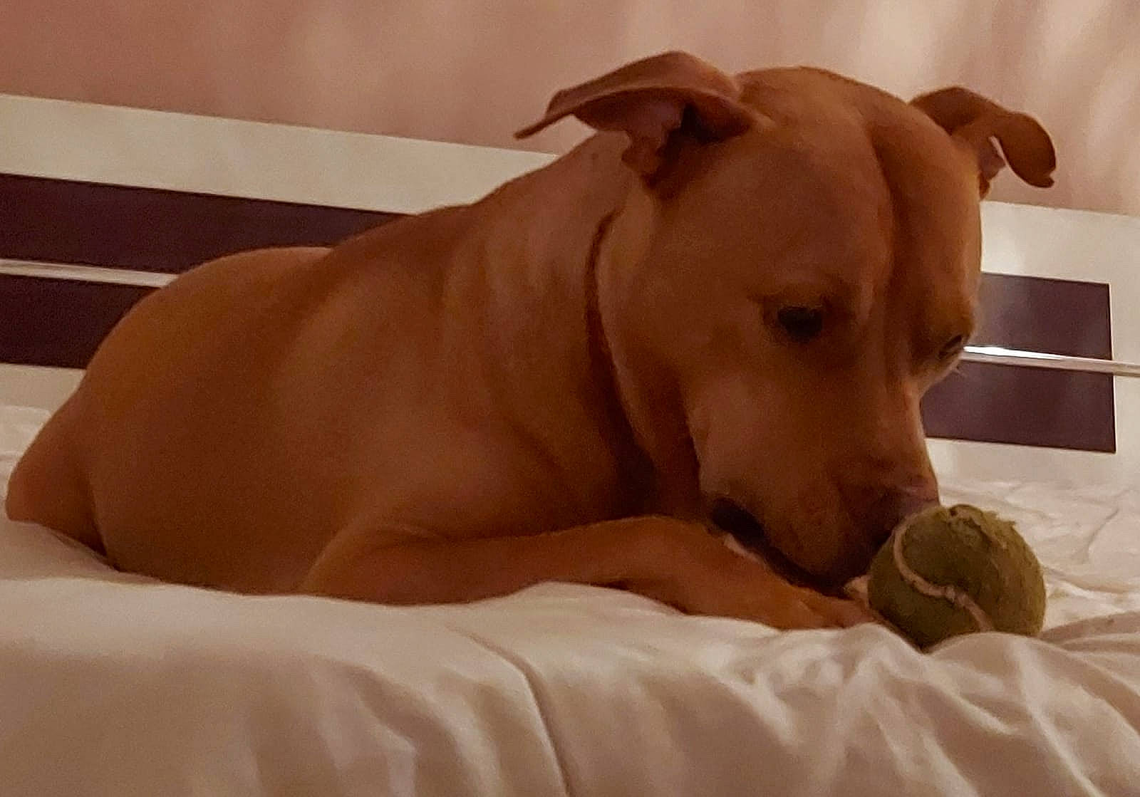 Jeko a rejoint le concours — aidez-le/la à gagner de superbes lots ! canidae, carnivore, companion_dog, dog, dog_breed, ear, fawn, mammal, muscle, non_sporting_group, skin, snout, sporting_group, vertebrate