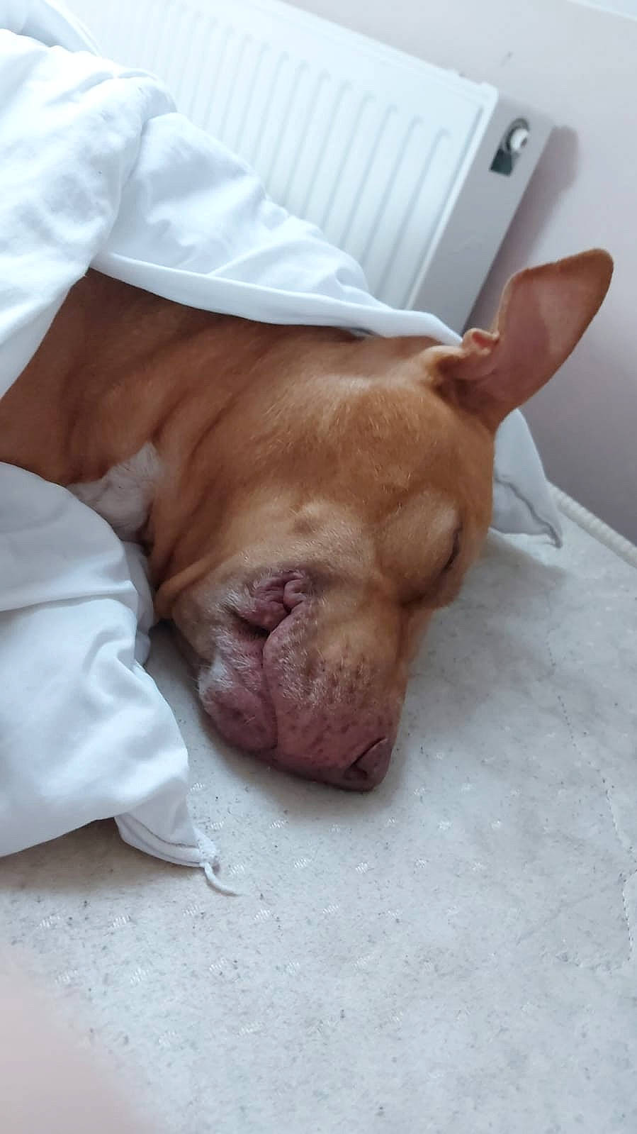 Jeko a rejoint le concours — aidez-le/la à gagner de superbes lots ! canidae, carnivore, companion_dog, dog, dog_breed, dogue_de_bordeaux, ear, fawn, non_sporting_group, nose, old_english_bulldog, pit_bull, shar_pei, skin, snout, sporting_group, wrinkle