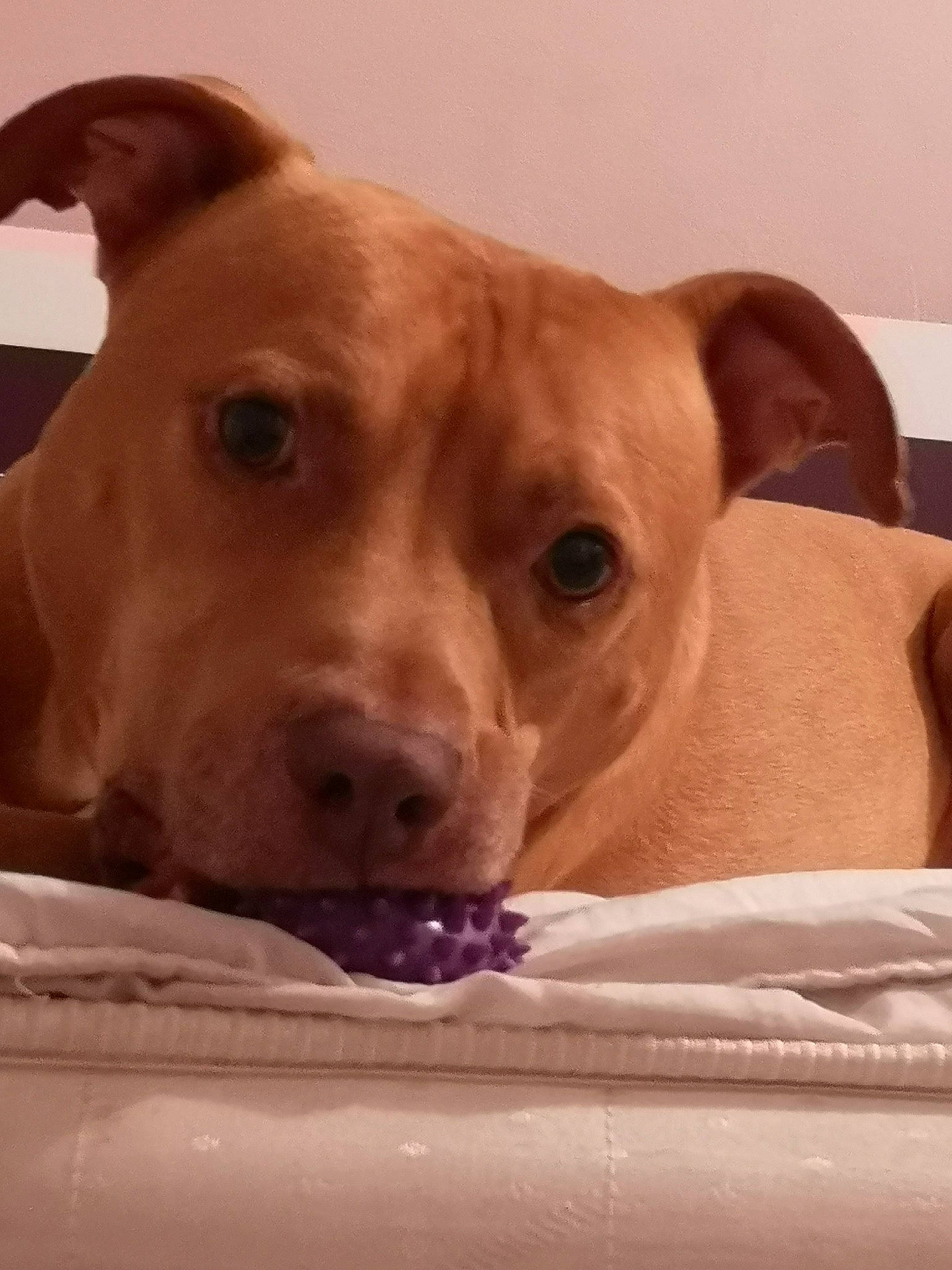 Jeko a rejoint le concours — aidez-le/la à gagner de superbes lots ! american_pit_bull_terrier, american_staffordshire_terrier, canidae, carnivore, dog, dog_breed, ear, fawn, mammal, non_sporting_group, nose, pit_bull, potcake_dog, puppy, snout, sporting_group, staffordshire_bull_terrier, vertebrate, whiskers