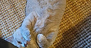 Billie participe au concours pour gagner de l'argent avec cette photo : cat, pet, animal, fluffy, gray_cat, lying_down, upside_down, paws, tail, fur, indoor, rug, carpet, floor, home, relaxed, playful, cute, photography, portrait