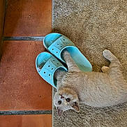 Billie a rejoint le concours — aidez-le/la à gagner de superbes lots ! cat, kitten, pet, cream_fur, blue_clogs, shoes, rug, terracotta_tiles, indoor, floor, lying_down, upside_down, looking_at_camera, whiskers, ears, eyes, playful, funny, home, photography