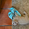blue_clogs, cat, cream_fur, ears, eyes, floor, funny, home, indoor, kitten, looking_at_camera, lying_down, pet, photography, playful, rug, shoes, terracotta_tiles, upside_down, whiskers