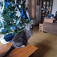 Franklin is registered to the contest to win money with this photo: boxes, cabinet, carpet, cat, christmas_tree, curtains, decorations, feline, furniture, gray_cat, holiday, indoor, lamp, living_room, ornaments, pet, ribbons, sofa, table, wood