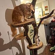 Ariel a rejoint le concours — aidez-le/la à gagner de superbes lots ! cat, cats, cat_tree, wood, indoor, pet, feline, playful, curious, platform, tree, household, kitchen, floor, rope, toy, shadow, grooming, fur, furniture