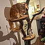 cat, cats, cat_tree, wood, indoor, pet, feline, playful, curious, platform, tree, household, kitchen, floor, rope, toy, shadow, grooming, fur, furniture