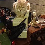 Vayna a rejoint le concours — aidez-le/la à gagner de superbes lots ! cat, accordion, vintage, bottle, clock, glass_dome, table, tool, remote_control, indoor, furniture, clutter, pet, animal, fur, ears, eyes, wood, carpet, cabinet