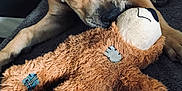 Princesse a rejoint le concours — aidez-le/la à gagner de superbes lots ! dog, stuffed_toy, teddy_bear, blanket, hand, indoor, pet, brown_dog, toy, fur, comfort, relaxation, companionship, couch, casual, resting, domestic, close_up, animal, human_interaction
