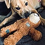 dog, stuffed_toy, teddy_bear, blanket, hand, indoor, pet, brown_dog, toy, fur, comfort, relaxation, companionship, couch, casual, resting, domestic, close_up, animal, human_interaction