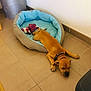 dog, sleeping, pet_bed, toy, brown_dog, floor, tile_floor, collar, indoor, relaxed, resting, cozy, corner, home, animal, canine, paw, furniture, quiet, nap