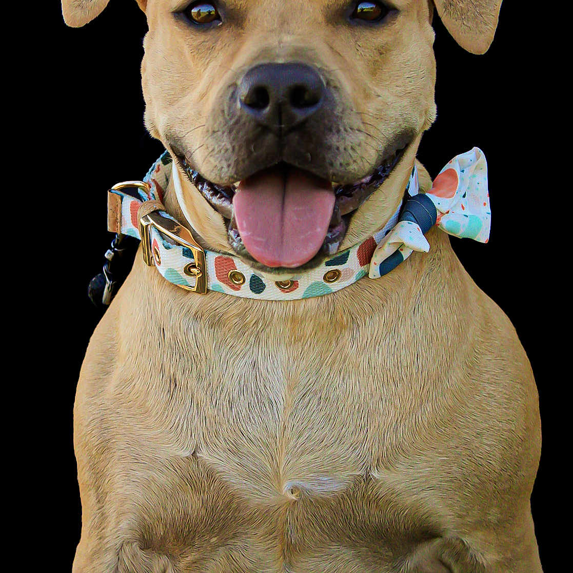Princesse a rejoint le concours — aidez-le/la à gagner de superbes lots ! animal, bow_tie, closeup, collar, cute, dog, domestic_animal, ears, friendly, happy, isolated, mammal, pet, portrait, short_hair, sitting, smiling, studio, tan, tongue_out