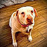 Sugar is registered to the contest to win money with this photo: dog, pet, indoor, wooden_floor, collar, pink_collar, looking_up, cute, animal, canine, fur, ears, nose, eyes, sitting, floor, home, cozy, blanket, domestic_animal