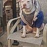 Sugar is registered to the contest to win money with this photo: dog, white_dog, jacket, blue_jacket, outdoor, chair, metal_chair, fence, wooden_fence, pet, sitting, calm, animal, leisure, stacked_bricks, daylight, canine, resting, backyard, casual