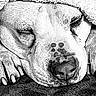 Sugar is registered to the contest to win money with this photo: animal, black_and_white, blanket, calm, close_up, cozy, dog, fur, nose, paws, peaceful, pet, portrait, relaxation, resting, sketch_style, sleep, sleeping, texture, whiskers