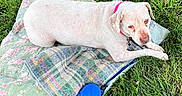 Sugar is registered to the contest to win money with this photo: animal, blanket, canine, collar, companion, cute, dog, floral_pattern, grass, leash, nature, outdoor, pet, plaid_pattern, relaxed, resting, summer, sunlight, water_bowl, white_dog