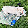 animal, blanket, canine, collar, companion, cute, dog, floral_pattern, grass, leash, nature, outdoor, pet, plaid_pattern, relaxed, resting, summer, sunlight, water_bowl, white_dog