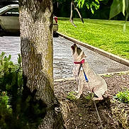 Sugar is registered to the contest to win money with this photo: animal, bush, car, collar, curious, dog, grass, leash, nature, night, outdoor, park, pavement, pet, plant, shrub, sidewalk, sitting, small_dog, tree