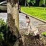 animal, bush, car, collar, curious, dog, grass, leash, nature, night, outdoor, park, pavement, pet, plant, shrub, sidewalk, sitting, small_dog, tree