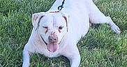 Sugar joined the competition — help win amazing prizes! dog, white_dog, grass, leash, outdoor, pet, canine, panting, sunlight, nature, animal, mammal, happy, resting, playful, summer, greenery, collar, tongue_out, relaxed