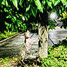 Sugar is registered to the contest to win money with this photo: animal, bushes, canine, collar, curious, dog, greenery, leaves, looking_up, nature, night, outdoor, parking_lot, pavement, pet, plants, standing, streetlight, tree, trunk