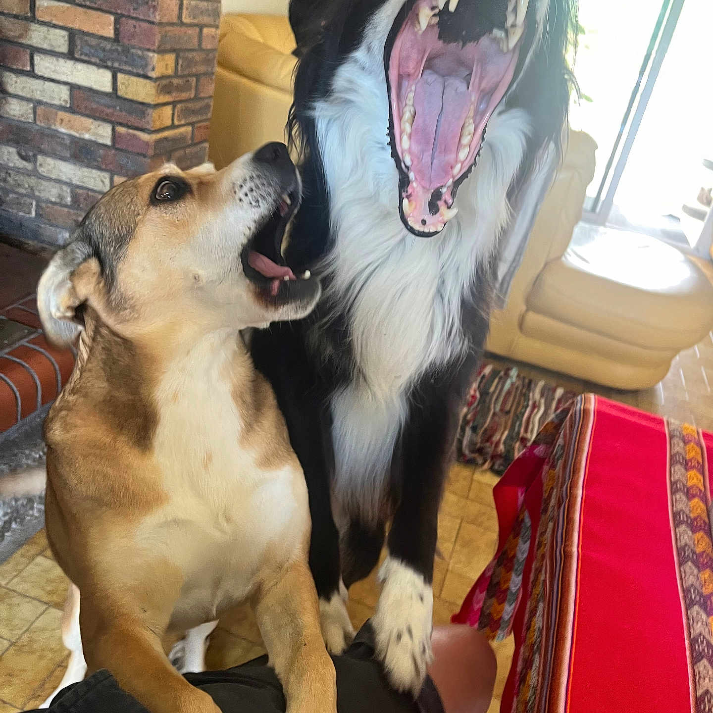 Manches Maya participe au concours pour gagner de l'argent avec cette photo : animal, black_and_white_dog, brown_dog, curious, dog, fireplace, floor, furniture, indoor, light, living_room, open_mouth, paw, person_leg, pet, playful, tablecloth, teeth, tongue, yawning