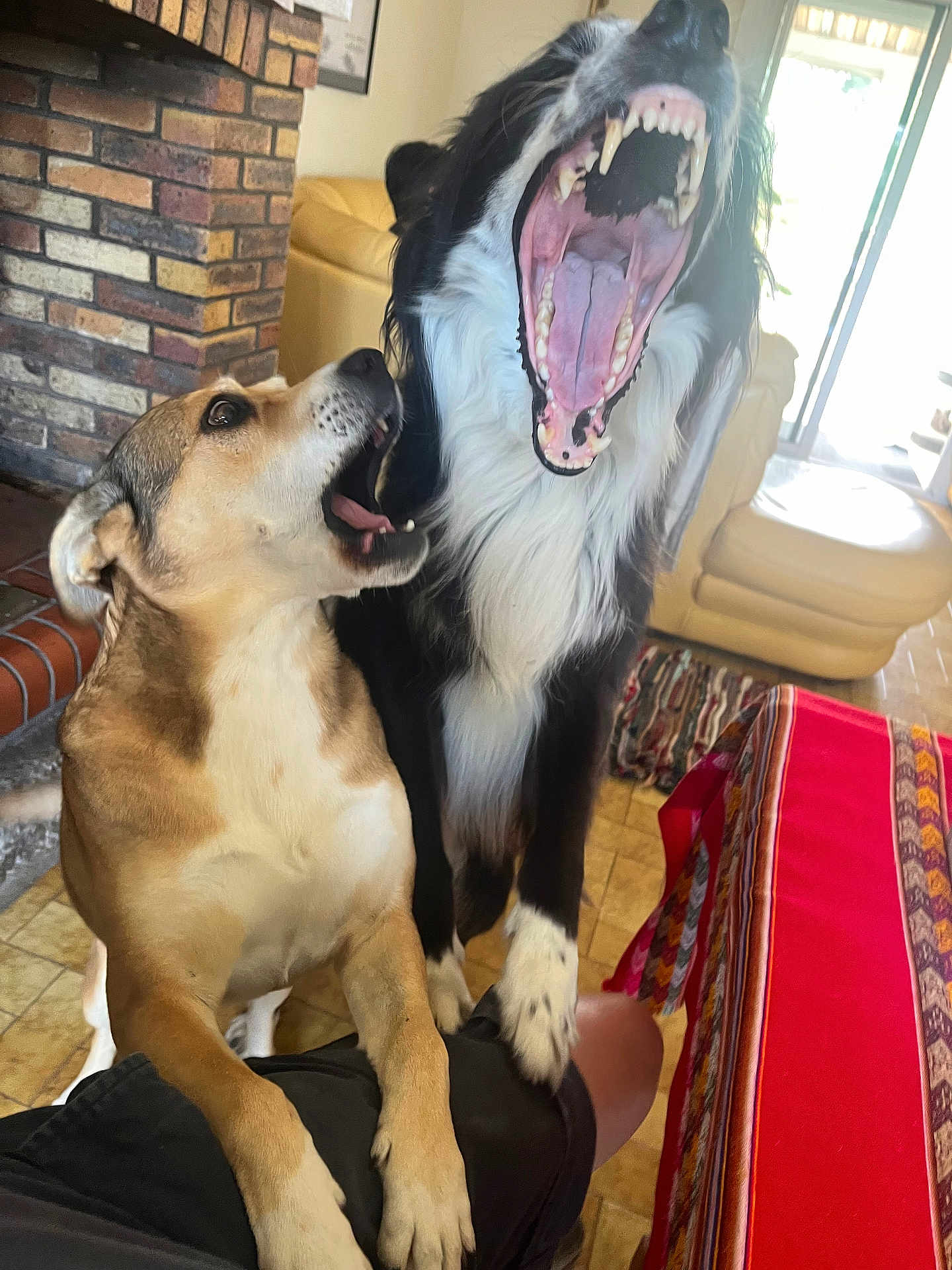Manches Maya participe au concours pour gagner de l'argent avec cette photo : animal, black_and_white_dog, brown_dog, curious, dog, fireplace, floor, furniture, indoor, light, living_room, open_mouth, paw, person_leg, pet, playful, tablecloth, teeth, tongue, yawning