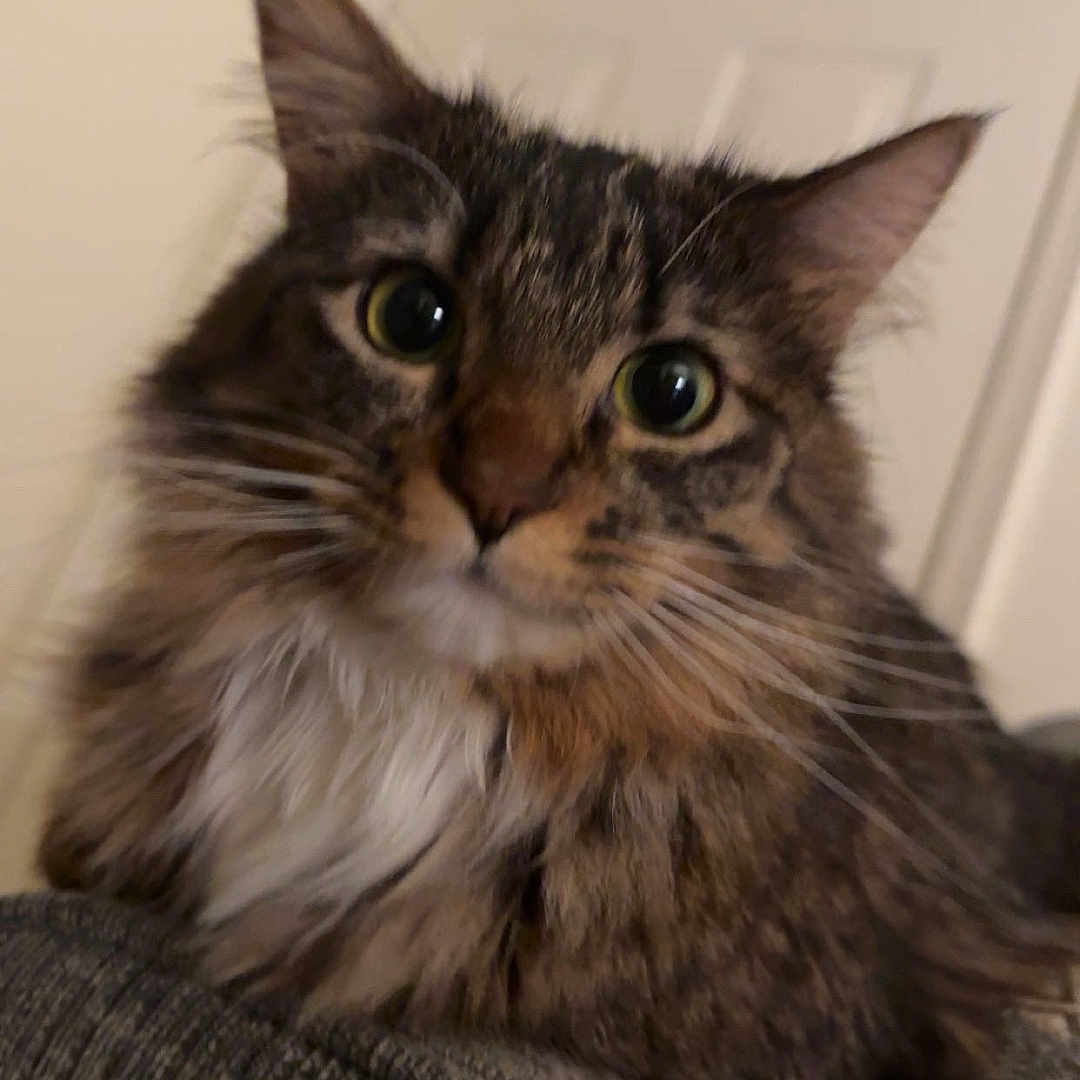Toto is registered to the contest to win money with this photo: cat, tabby_cat, fluffy, indoor, furniture, couch, pet, animal, fur, whiskers, ears, closeup, portrait, domestic_cat, curious, eyes, cute, resting, household, cozy