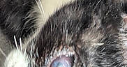 Pirate participe au concours pour gagner de l'argent avec cette photo : animal, black_and_white, blurry, canine, close_up, dog, dramatic, eye, face, flash, fur, indoor, macro, muzzle, nose, pet, portrait, tongue, whiskers, wide_eyed