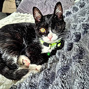 Pirate a rejoint le concours — aidez-le/la à gagner de superbes lots ! bed, bell, black_and_white, blanket, cat, collar, cozy, curled_up, ears, eyes, furry, green, indoors, kitten, pet, portrait, sitting, sleeping, tuxedo_cat, whiskers