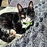 bed, bell, black_and_white, blanket, cat, collar, cozy, curled_up, ears, eyes, furry, green, indoors, kitten, pet, portrait, sitting, sleeping, tuxedo_cat, whiskers