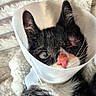 Pirate participe au concours pour gagner de l'argent avec cette photo : animal, black_and_white, blanket, cat, close_up, cone, cozy, e_collar, funny, fur, green_eye, indoors, kitten, lying_down, pet, pink_nose, portrait, protective_collar, tuxedo_cat, whiskers