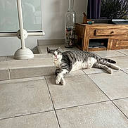 Diesel participe au concours pour gagner de l'argent avec cette photo : cat, sleeping, tile_floor, step, wooden_furniture, tv, glass_bottle, indoor, home, relaxing, gray_cat, white_cat, domestic_cat, resting, quiet, living_room, floor_tiles, pet, cozy, peaceful