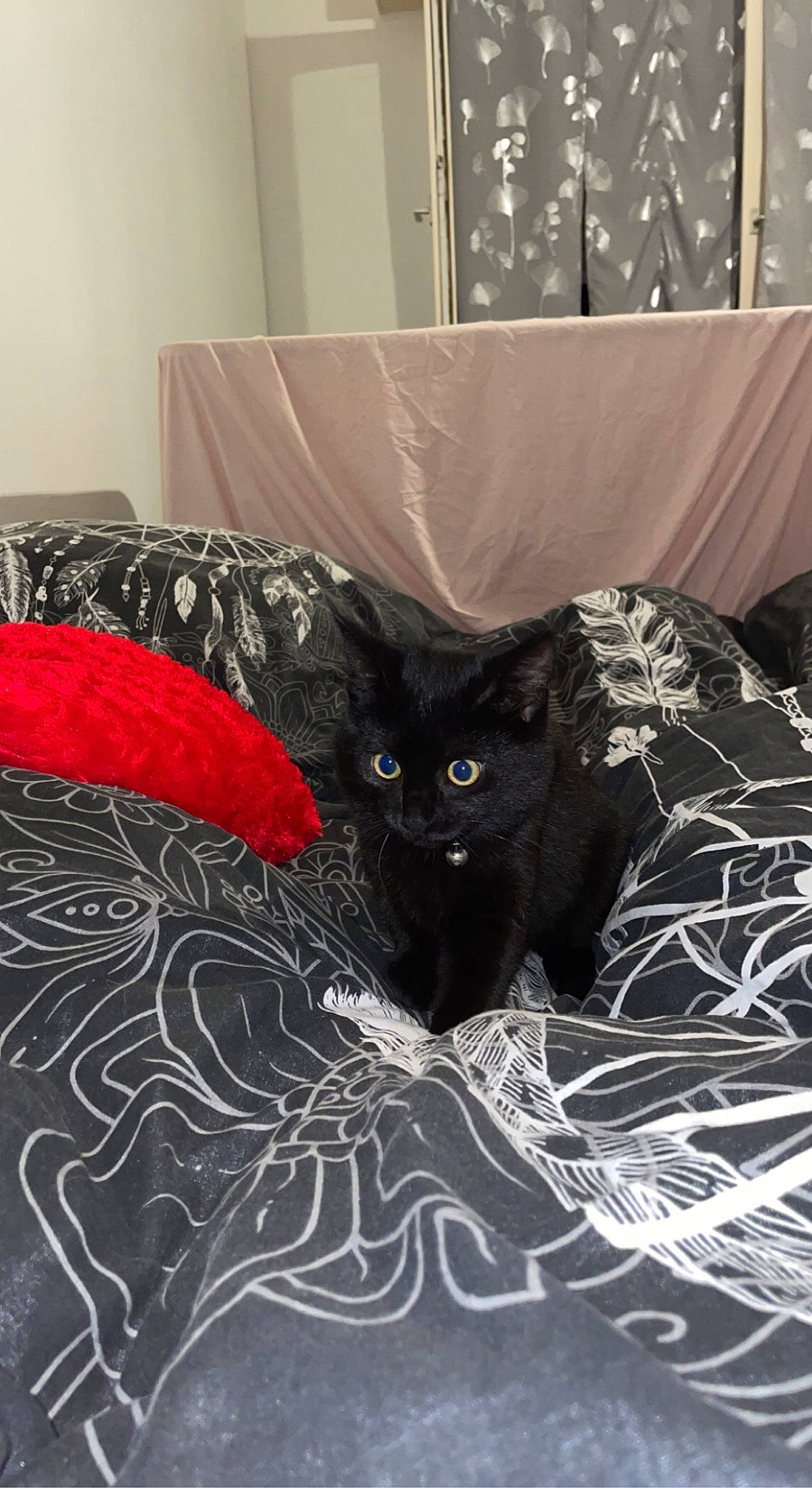 Oreo a rejoint le concours — aidez-le/la à gagner de superbes lots ! art, bed, bedding, black_cat, bombay, carnivore, cat, comfort, domestic_short_haired_cat, felidae, flooring, fur, grey, linens, pattern, room, small_to_medium_sized_cats, tail, textile, whiskers