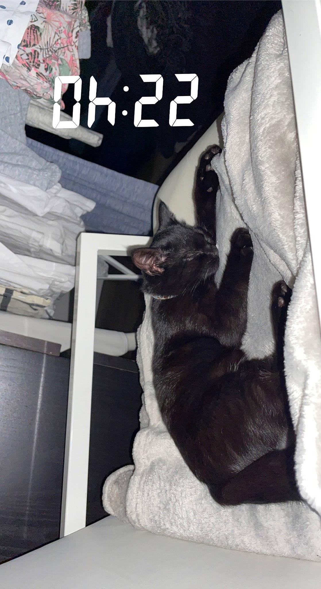 Oreo participe au concours pour gagner de l'argent avec cette photo : black_cat, canidae, carnivore, cat, comfort, companion_dog, dog_breed, domestic_short_haired_cat, felidae, font, fur, grey, linens, paw, room, sitting, sleeve, small_to_medium_sized_cats, tail, whiskers