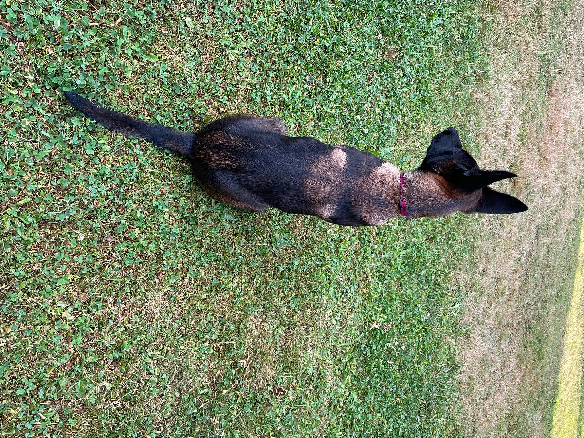 Skylla a rejoint le concours — aidez-le/la à gagner de superbes lots ! _geese_and_swans, beak, canidae, carnivore, dog_breed, duck, ducks, fawn, grass, grassland, groundcover, lawn, plant, shadow, soil, sporting_group, tail, terrestrial_animal, tree, water_bird