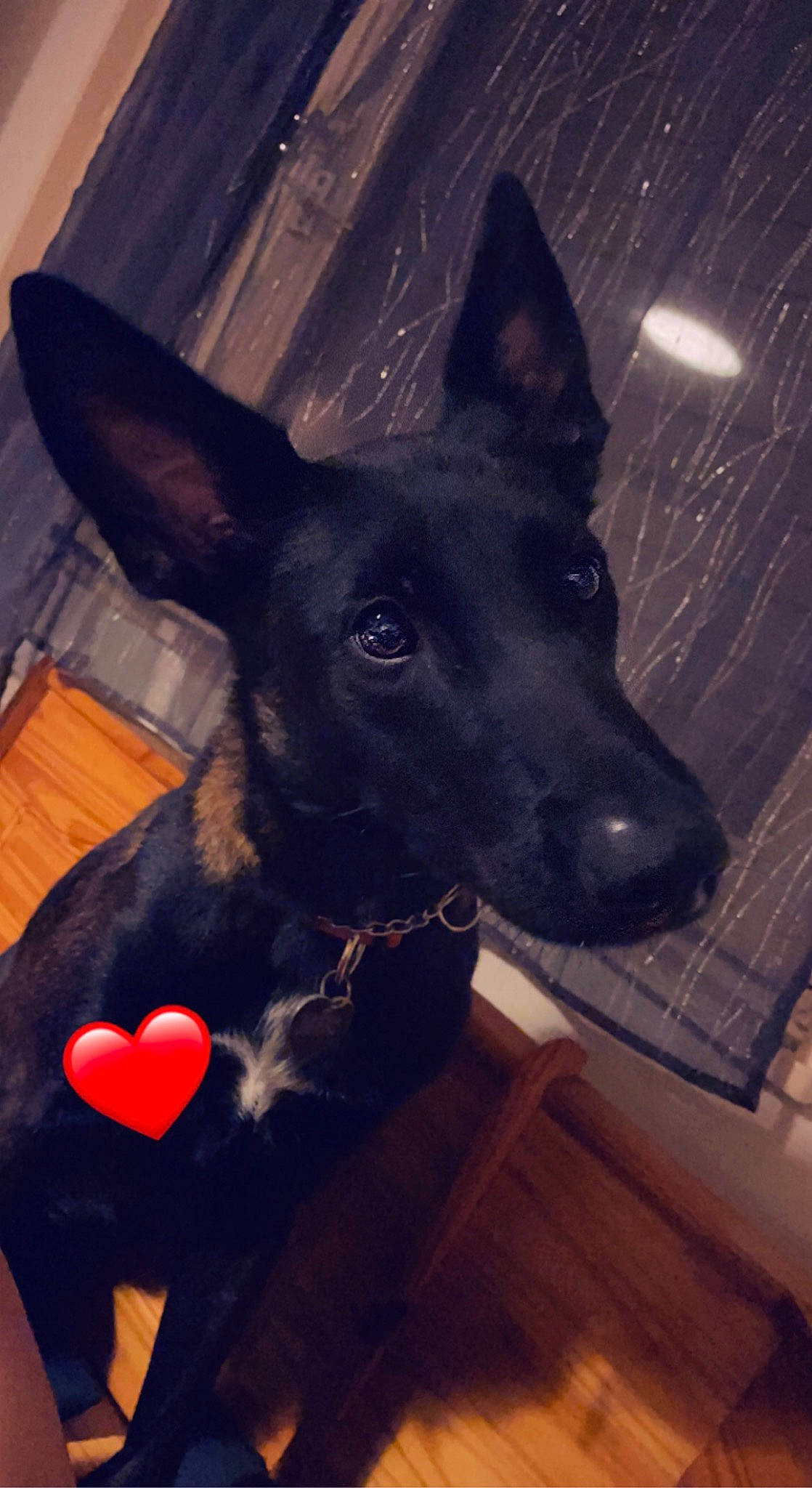 Skylla a rejoint le concours — aidez-le/la à gagner de superbes lots ! canidae, carmine, carnivore, companion_dog, dog, dog_breed, dog_collar, ear, electric_blue, fawn, flooring, fur, guard_dog, mammal, snout, sporting_group, whiskers, wood, working_animal, working_dog