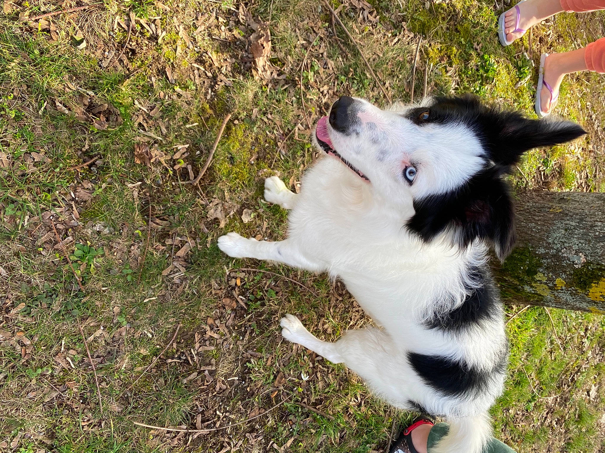 Pepper a rejoint le concours — aidez-le/la à gagner de superbes lots ! canidae, carnivore, companion_dog, dog, dog_breed, domestic_short_haired_cat, felidae, fur, grass, herding_dog, plant, sled_dog, small_to_medium_sized_cats, snout, sporting_group, tail, terrestrial_animal, whiskers, working_animal, working_dog