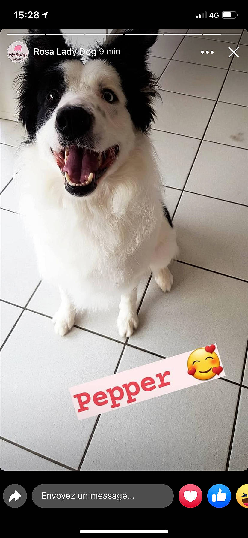 Pepper a rejoint le concours — aidez-le/la à gagner de superbes lots ! canidae, carnivore, collar, companion_dog, dog, dog_breed, dog_collar, floor, flooring, fur, happy, line, paw, photo_caption, sporting_group, tile_flooring, whiskers, white, working_animal, working_dog