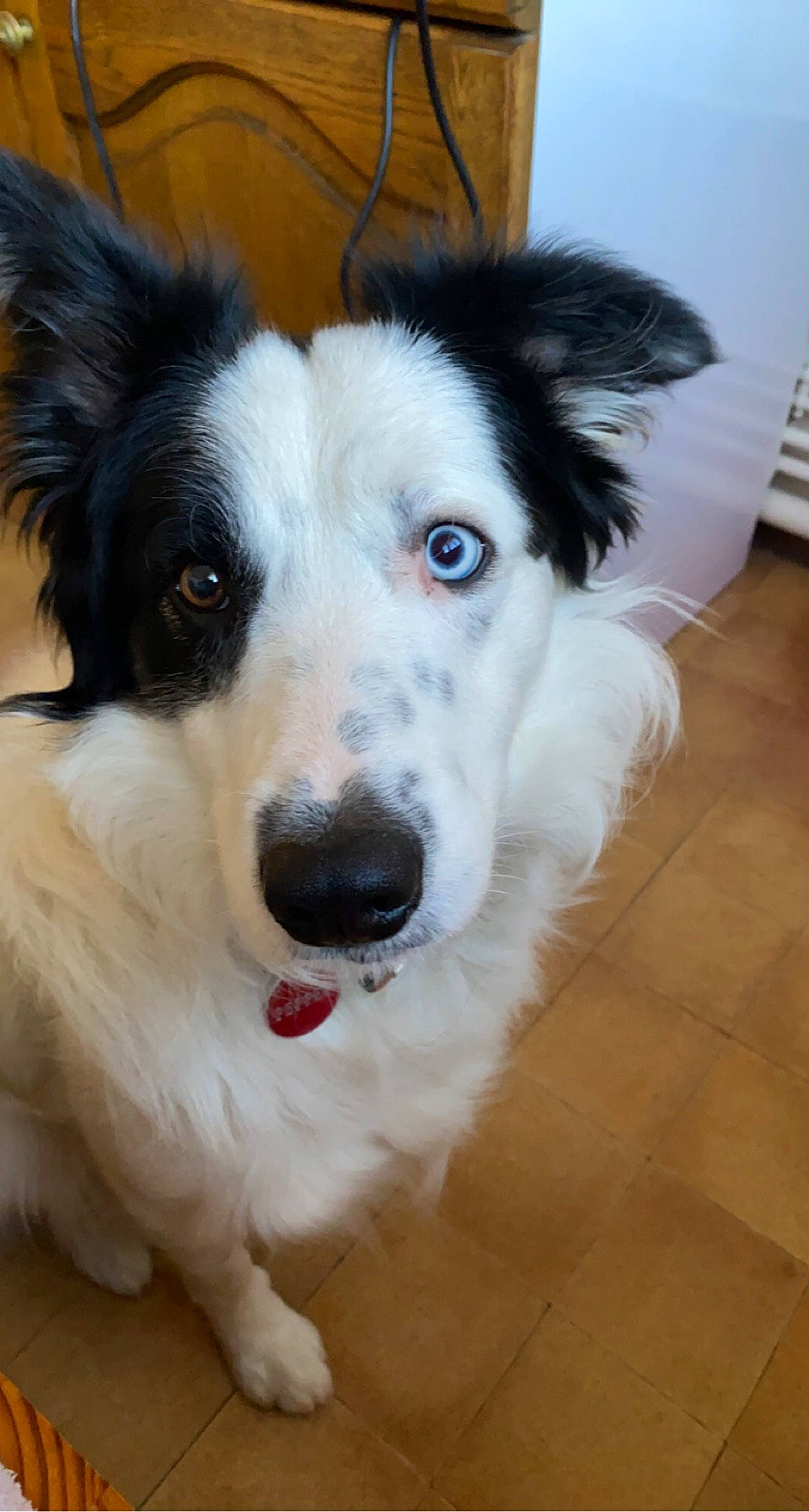 Pepper participe au concours pour gagner de l'argent avec cette photo : canidae, carnivore, collar, companion_dog, dog, dog_breed, dog_collar, fur, herding_dog, plant, snout, terrestrial_animal, whiskers, working_animal, working_dog