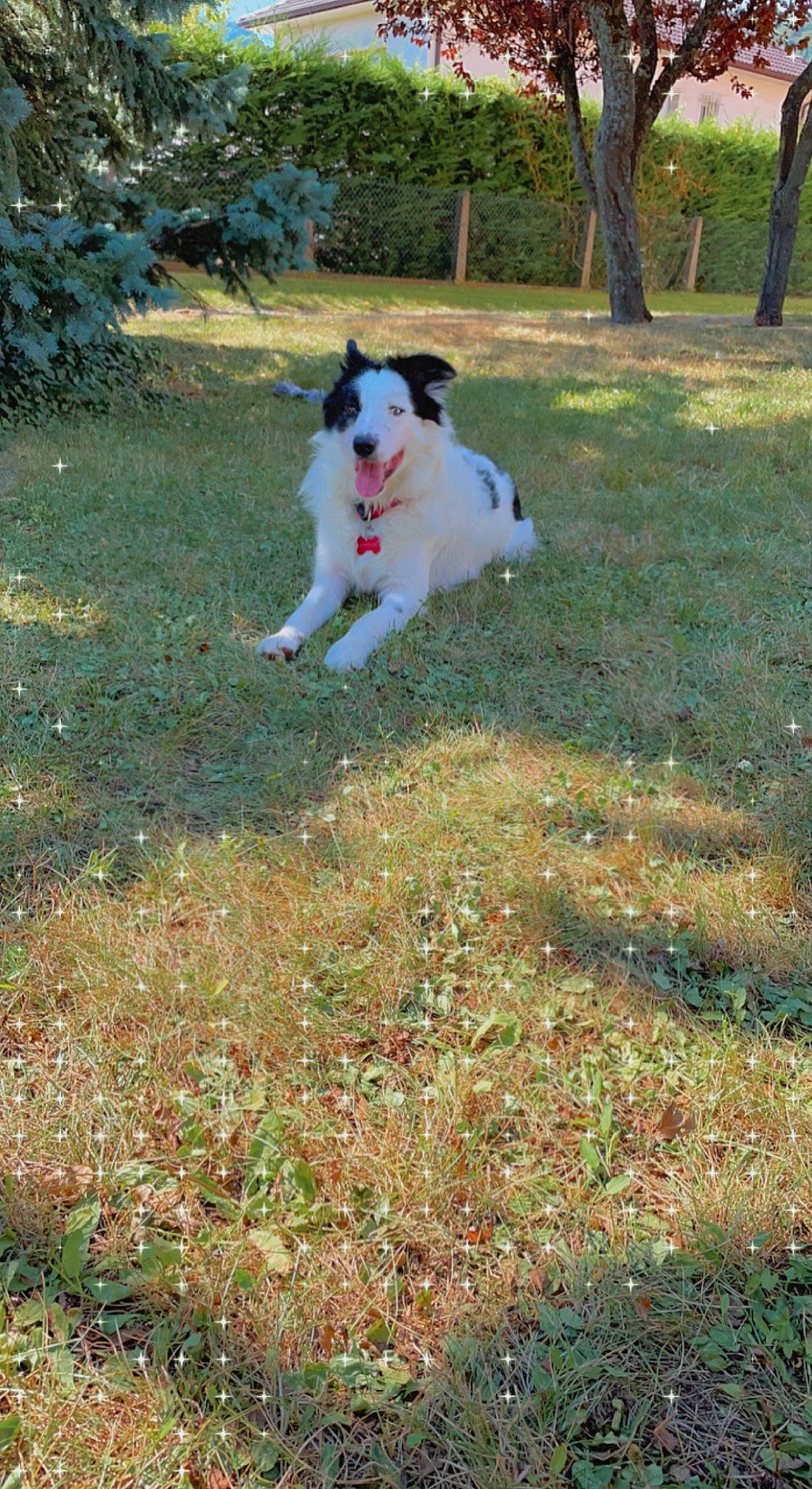 Pepper a rejoint le concours — aidez-le/la à gagner de superbes lots ! adventure, art, canidae, carnivore, cavalier_king_charles_spaniel, companion_dog, dog, dog_breed, fawn, grass, herding_dog, hunting_dog, non_sporting_group, plant, recreation, soil, sporting_group, tail, tree, working_dog