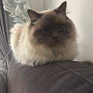 Lily joined the competition — help win amazing prizes! cat, fluffy_cat, indoor, couch, gray_couch, decor, sculpture, relaxed, pet, feline, animal, soft_light, portrait, close_up, cozy, domestic, whiskers, ears, fur, resting