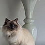 Lily is registered to the contest to win money with this photo: cat, fluffy, blue_eyes, sitting, indoor, vase, pink_flowers, decor, white_surface, furniture, pet, animal, cute, calm, soft_fur, portrait, domestic_animal, relaxed, feline, table