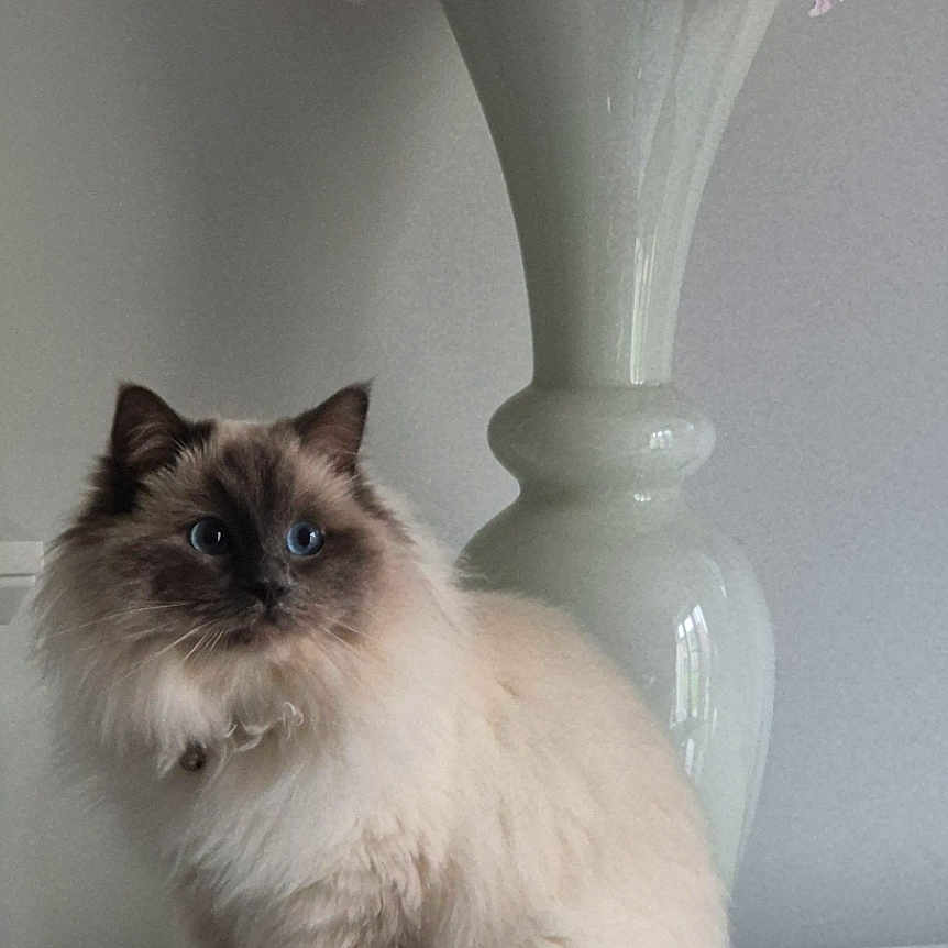 Lily is registered to the contest to win money with this photo: animal, blue_eyes, calm, cat, cute, decor, domestic_animal, feline, fluffy, furniture, indoor, pet, pink_flowers, portrait, relaxed, sitting, soft_fur, table, vase, white_surface