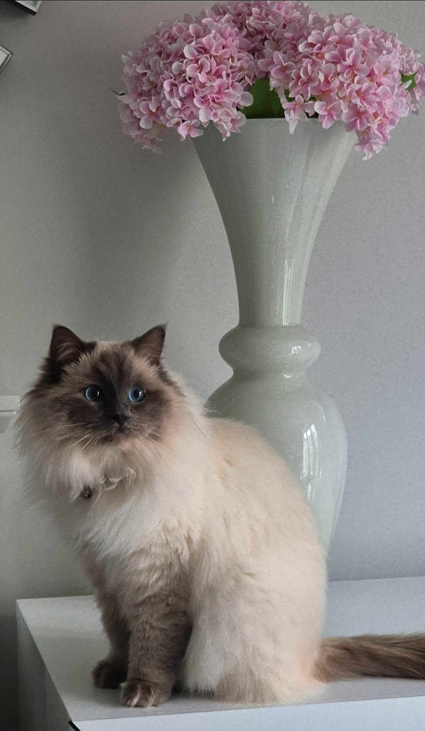Lily is registered to the contest to win money with this photo: cat, fluffy, blue_eyes, sitting, indoor, vase, pink_flowers, decor, white_surface, furniture, pet, animal, cute, calm, soft_fur, portrait, domestic_animal, relaxed, feline, table