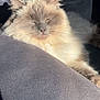 Lily is registered to the contest to win money with this photo: cat, fluffy, sleeping, relaxed, sunlight, indoor, pet, feline, whiskers, soft, cozy, resting, closeup, gray, fur, cute, calm, animal, comfort, nap