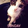 Nova joined the competition — help win amazing prizes! bed, bedroom, black_fur, brown_fur, calico_cat, cat, close_up, cozy, feline, fur, indoor, pet, pink_nose, portrait, sunday, text_overlay, vertical_photo, whiskers, white_fur, wide_eyed