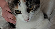 Nova is registered to the contest to win money with this photo: animal, bed, bedding, black_fur, blanket, calico_cat, cat, close_up, ears, eyes, face, feline, human_hand, indoors, kitten, nose, orange_fur, pet, whiskers, white_fur