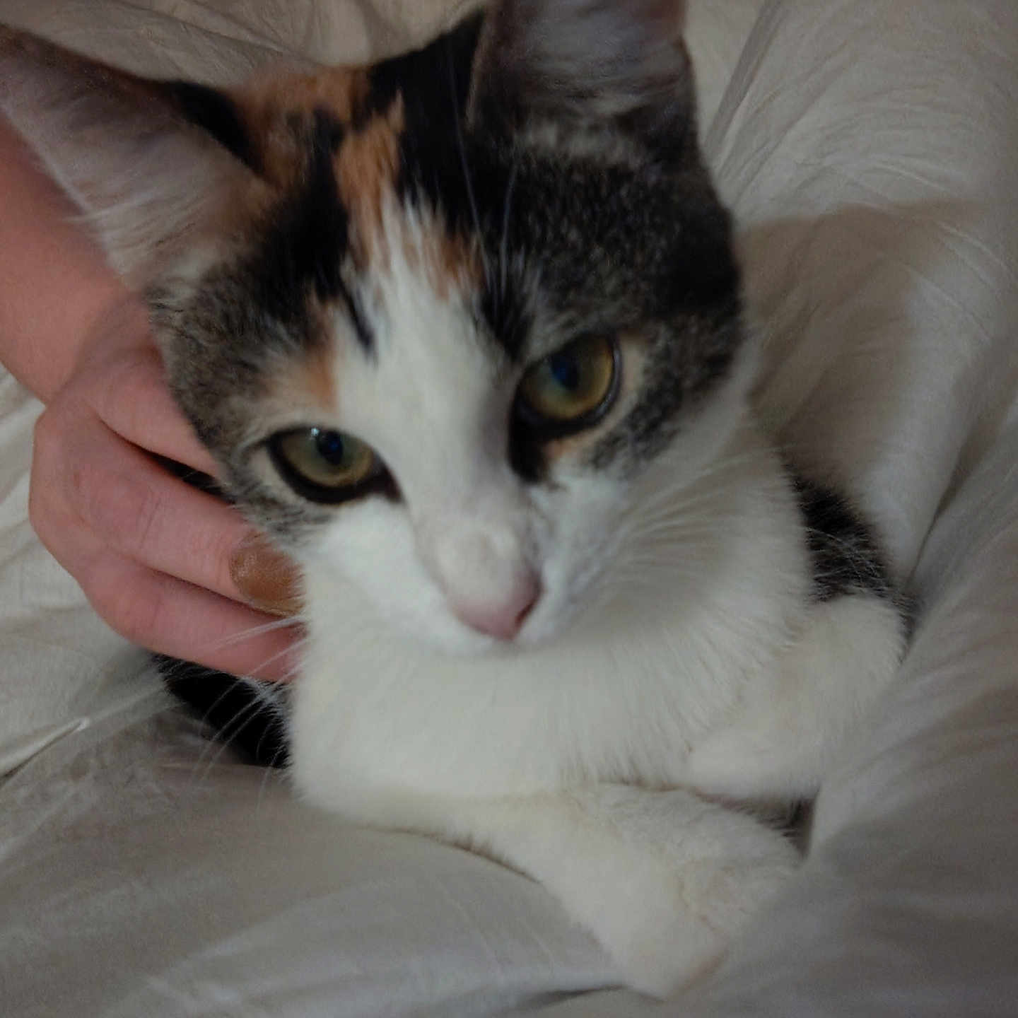 Nova