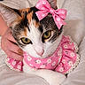Nova joined the competition — help win amazing prizes! animal, bed, bedding, black_fur, calico_cat, cat, close_up, cute, fashion, floral_dress, green_eyes, hand, indoors, orange_fur, paw_print, pet, pink_bow, pink_clothing, portrait, white_fur